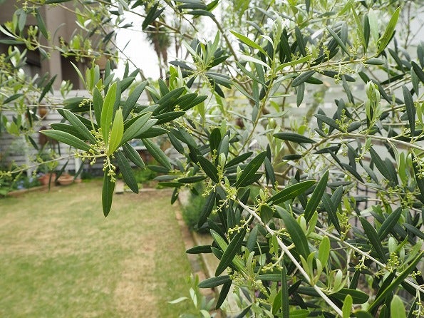 今年はオリーブの成長が絶好調です Olivegardening With Succulent