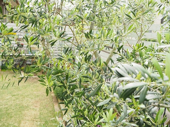今年はオリーブの成長が絶好調です Olivegardening With Succulent