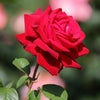 令和の春薔薇の画像