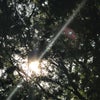 京都の空の下から∞京都府立植物No.6【シャクヤク】の画像