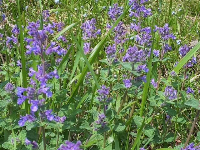 キャットミントの花に癒されつつ やっぱりハーブ畑へ繰り出します 北海道のハーブ農園からのハーブティーでより美しく健康に 北の香便り