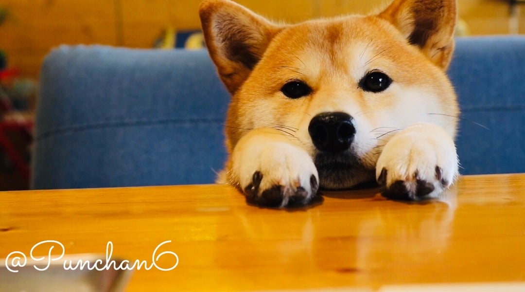 柴犬ぷんちゃんはなぜ手作り食なの？ | 柴犬ぷんちゃんと手作り犬ごはん