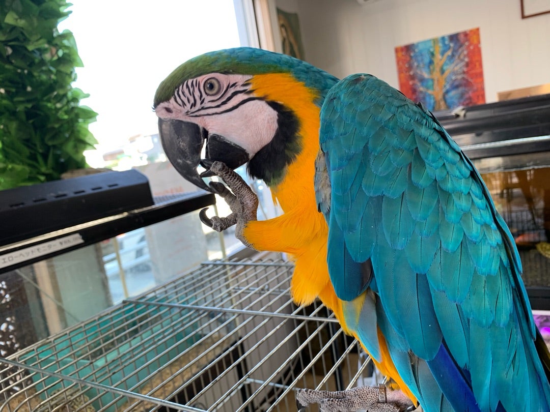 ルリコンゴウインコ Akashicrecording ルリコンゴウインコ Akashicrecording