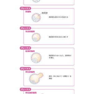 移植周期③ 移植前 血液検査&内膜確認の画像
