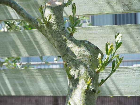 オリーブの胴吹きと太木挿しの可愛い芽 Olivegardening With Succulent