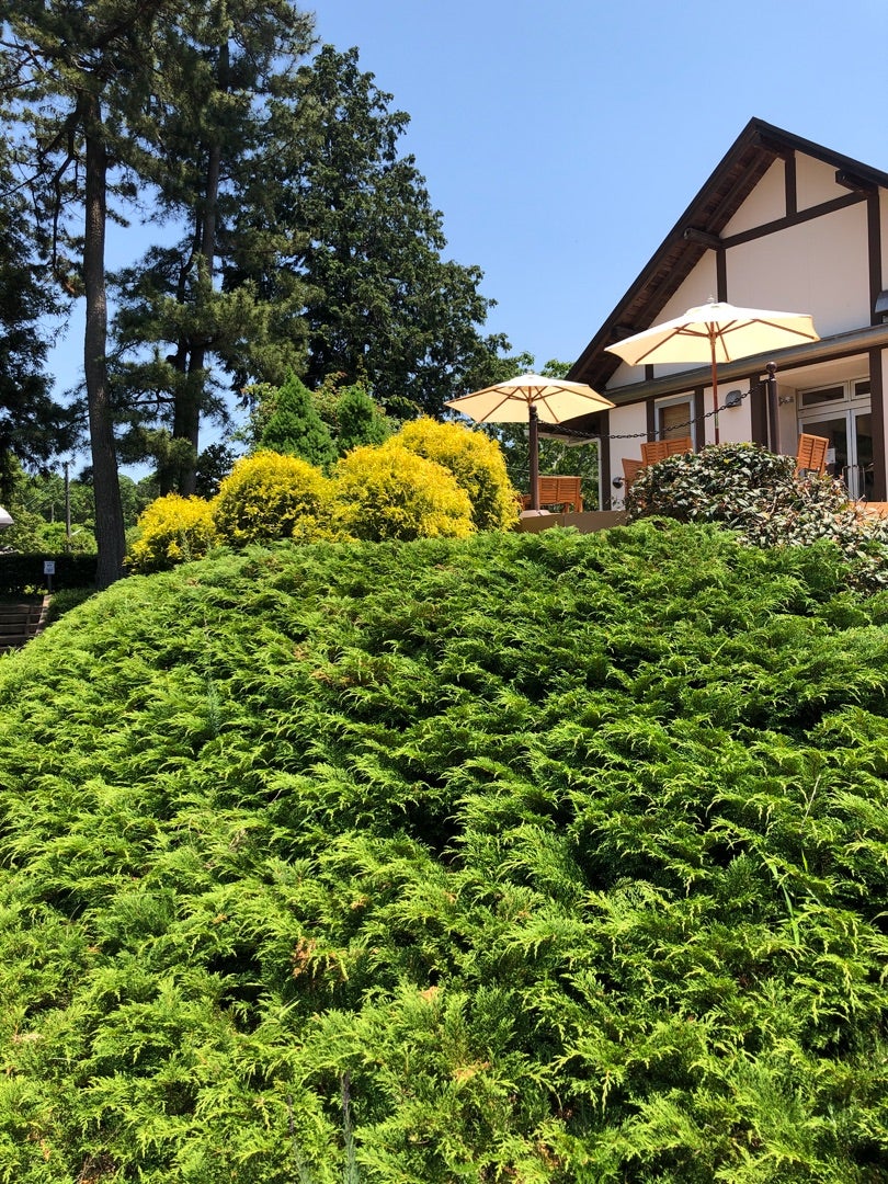 草笛の丘 ローズガーデン 櫻井農園 Sakurai Orchid． 佐倉市の洋蘭屋さんのブログ