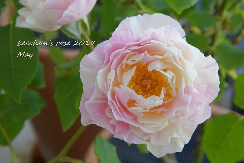 雄蕊の見えるバラが好き♡奇跡のバラ「カメオ」 | FAVORITE∞フクロウ 