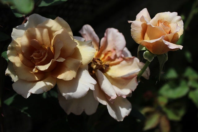 似た色のバラを少し比較する 薔薇fanブログ