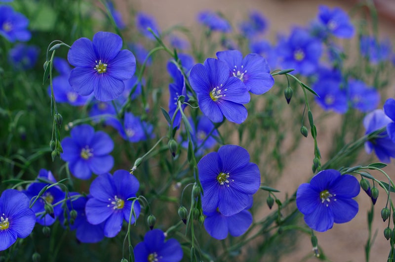 画像をダウンロード アマ 花