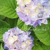 ✿紫陽花✿の画像