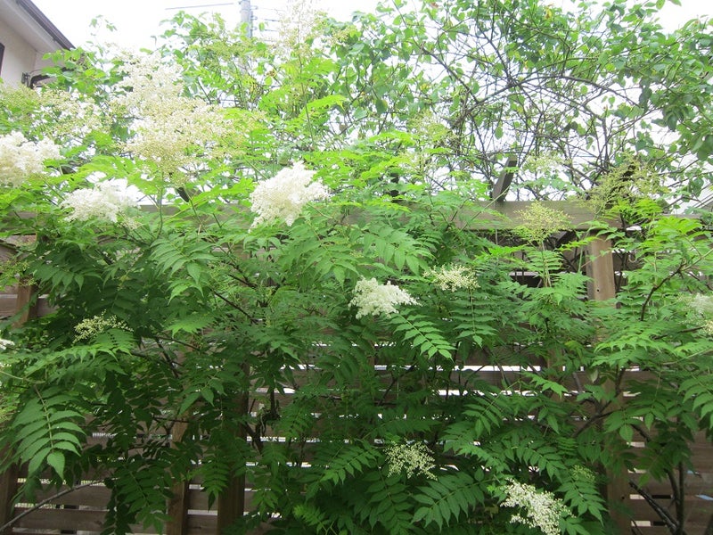 ニワナナカマド 庭七竈 に花が咲く 夢咲きｊ のブログ