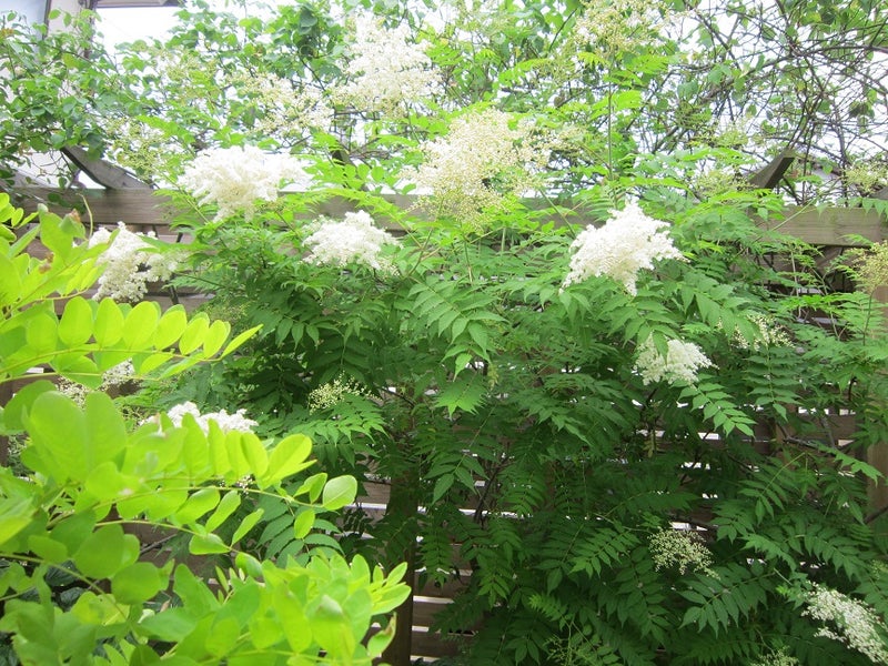 ニワナナカマド 庭七竈 に花が咲く 夢咲きｊ のブログ