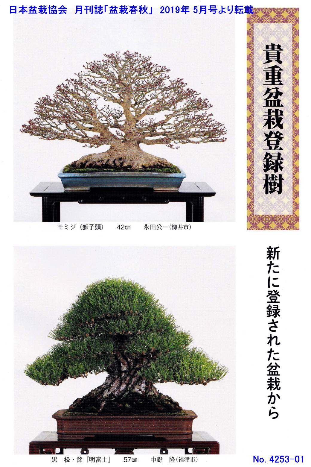 新たな「貴重盆栽登録樹」-1 | 「鶴見陶苑」の盆栽日記 (録)