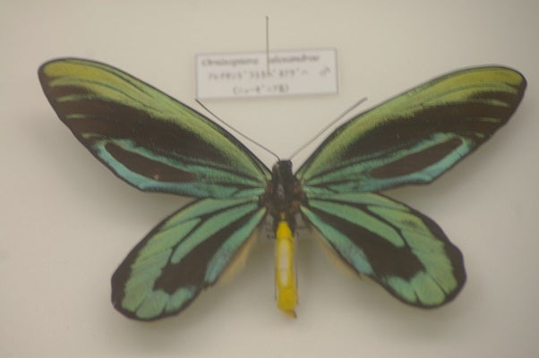 世界最大の蝶達 Zojurasのブログ