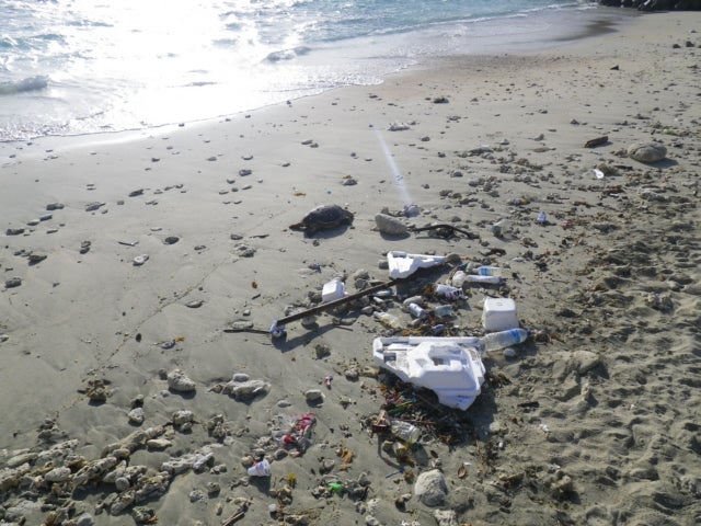 海亀の死骸 風豚の徳之島だより 海亀の死骸 風豚の徳之島だより