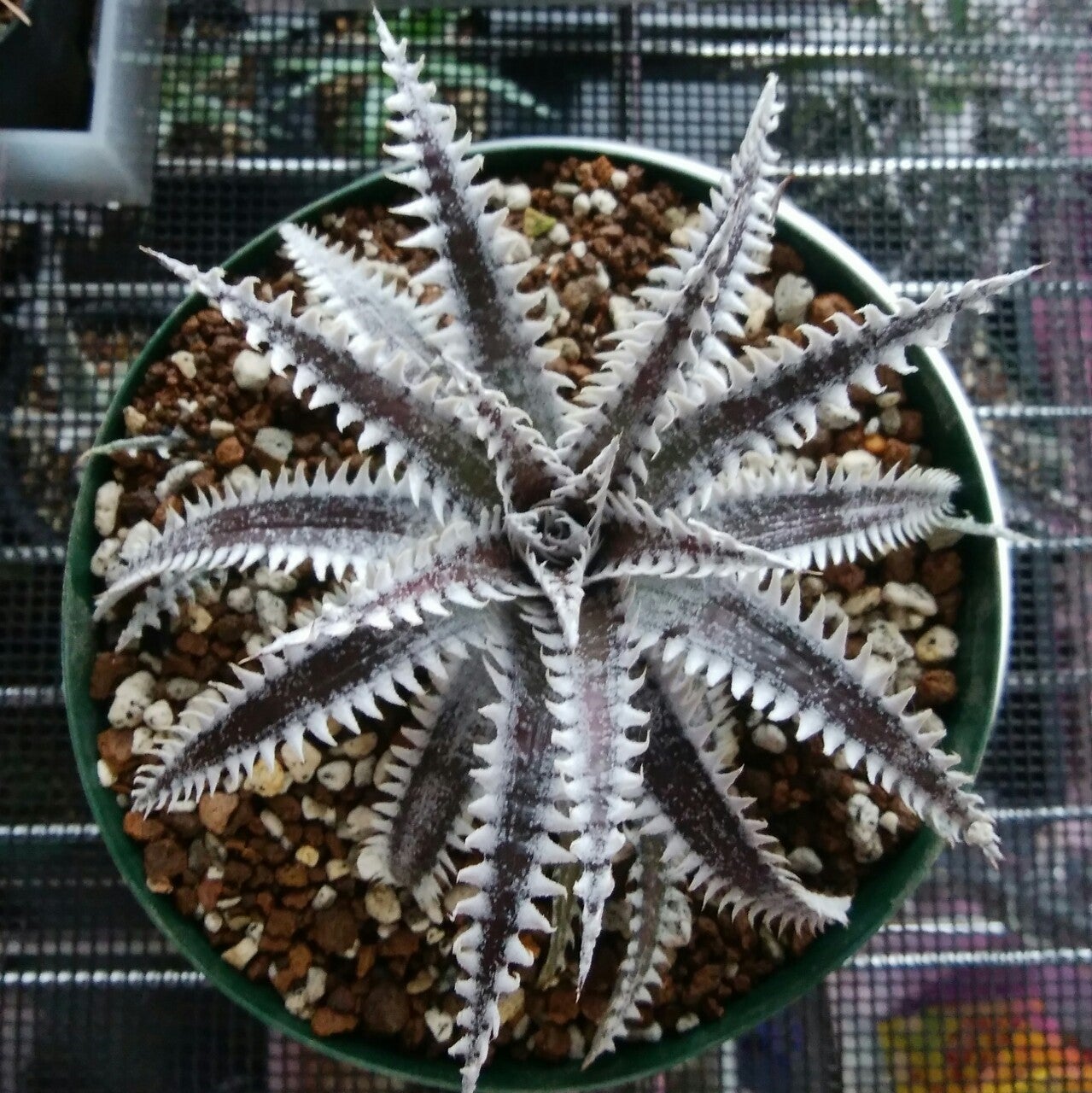 ディッキア・ホワイトシャーク(Dyckia 'White Shark') | Dyckia