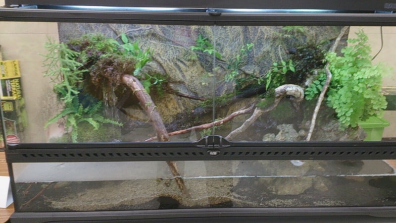 15トウレプ 爬虫類レイアウトコンテスト Sakaejtのブログ
