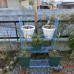 イメージ 4