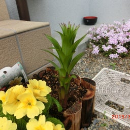 イメージ 3