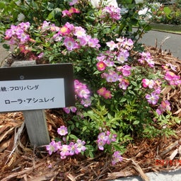 イメージ 4