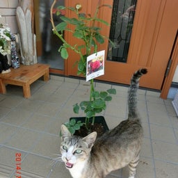 イメージ 1