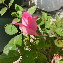 イメージ 3