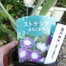 イメージ 7