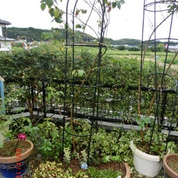 イメージ 7