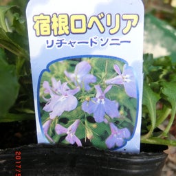 イメージ 11