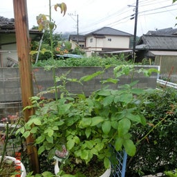 イメージ 2