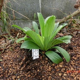 イメージ 31