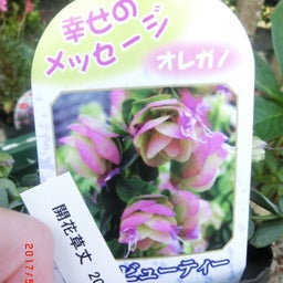 イメージ 9