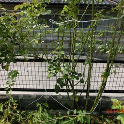 イメージ 1