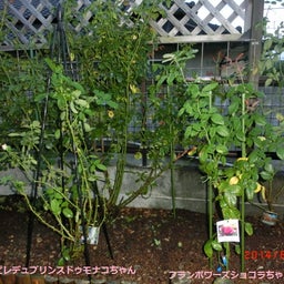 イメージ 2