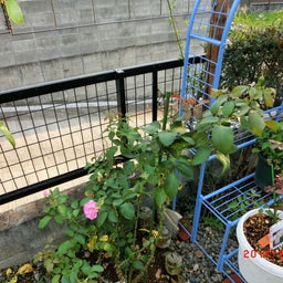 イメージ 3