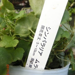イメージ 13