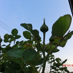 イメージ 1