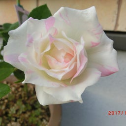 イメージ 1