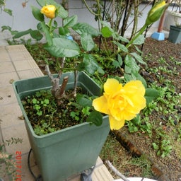 イメージ 2