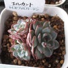 腰水のやり方教えてくださいの画像