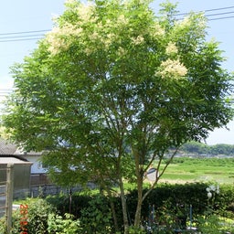イメージ 7