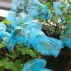 雨が降ってるのに…の画像