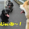 みんなも アジュィね～ (*^エ^*；の画像