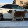 ３年前の雪の画像