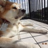 肥える秋田犬 (*´エ｀*)の画像