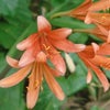 オレンジ色のお花の画像