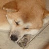 昨日のいちクン♪の画像