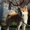 箱入り息子？の画像