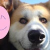 変顔になる秋田犬～(*´エ｀*)！の画像