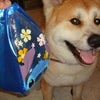 ボクも サッカーデビュ～ p(*^エ^*)qの画像